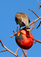 Cedar Waxwing Feeding On Persimmon - Note Yellow Tip Of Tail