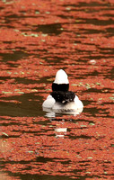 Male Bufflehead Duck