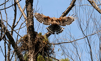 Female Red-shouldered Hawk Flying To Nest