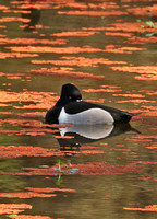 Resting Male Ring-necked Duck