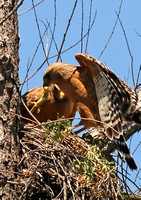 Male Red-shouldered Hawk Brings Lizard To Feed Chicks