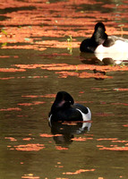 Resting Male Ring-necked Ducks