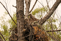 Red-shouldered Hawk Chicks On Nest