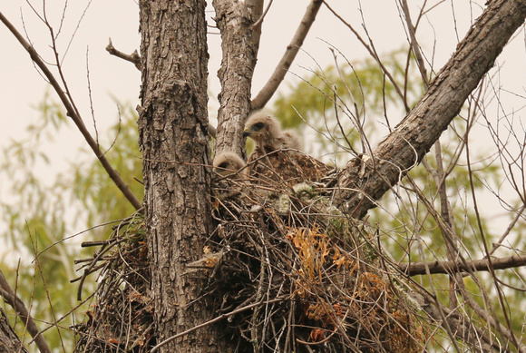 Red-shouldered Hawk Chicks On Nest
