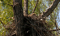 Female Red-shouldered Hawk Incubating Eggs