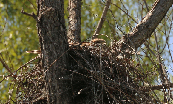 Female Red-shouldered Hawk Incubating Eggs