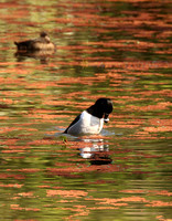 Male Ring-necked Duck In Courtship Display