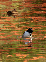 Male Ring-necked Duck In Courtship Display