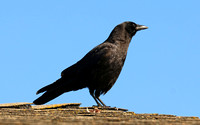 Crow, American