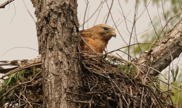 Female Red-shouldered Hawk Standing On Nest