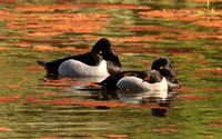 Resting Male Ring-necked Ducks