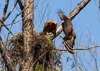 Male Red-shouldered Hawk Flying To Nest