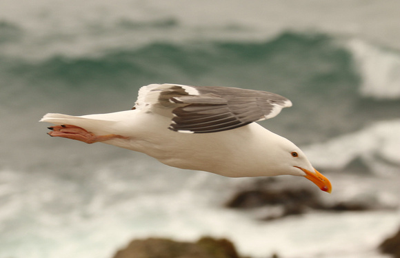 Western Gull In Flight