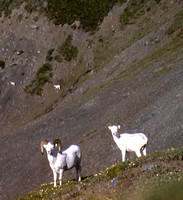 Sheep, Dall Mountain