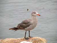 Adult Heermann's Gull