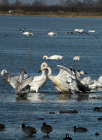 Aggressive Tundra Swans