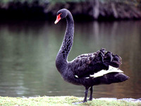 Swan, Black