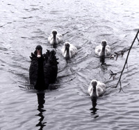 Black Swan & Cygnets