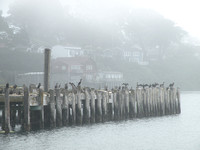 Cormorants In The Mist