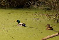 Pair Of Mallard Ducks