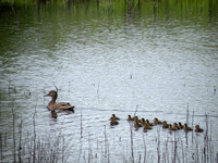 Mallard Duck With Ducklings