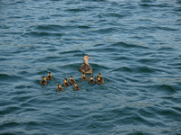 Mallard Duck With Ducklings