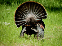 Male Wild Turkey In Courtship Display