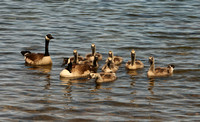 Canada Geese & Goslings
