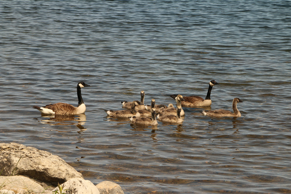 Canada Geese & Goslings