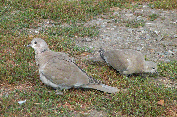 Eurasian Collared Doves