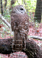 Owl, Barred