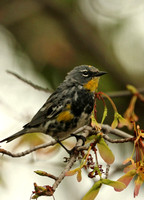 Warbler, Yellow-rumped