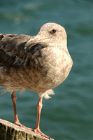Gull, Immature And Unidentified