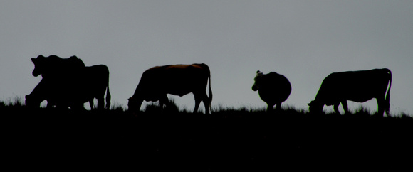 Silhouetted Beef Cows