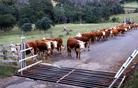 Cattle Guard
