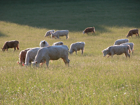 Charolais Cattle Grazing
