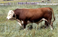 Hereford "Range" Bull