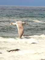Immature Gull In Flight - Bodega Bay, CA