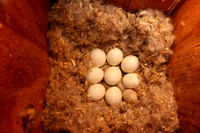 Hooded Merganser Eggs Plus One Wood Duck Egg