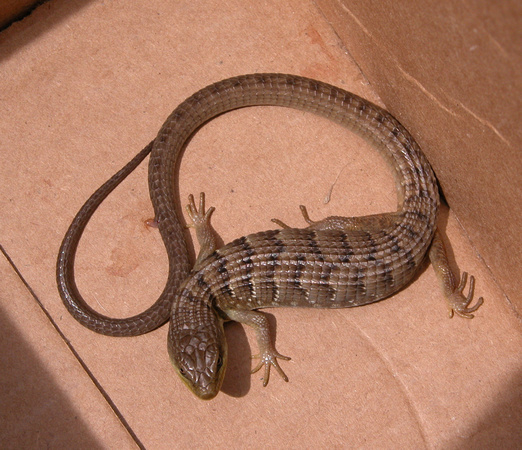 Calilfornia Alligator Lizard