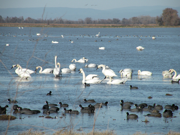 Tundra Swans & Coots