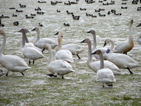 Tundra Swans, One With Collar