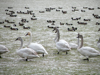 Tundra Swans & Widgeon Ducks