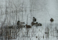 Resting Mallard Ducks