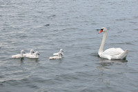 Mute Swan With Cygnets