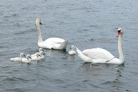 Mute Swans With Cygnets