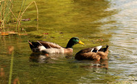 Pair Of Mallard Ducks