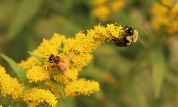 Bumble Bee & Honey Bee