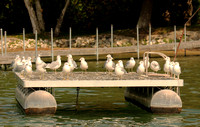 Ring-billed Gulls On Poop Dock