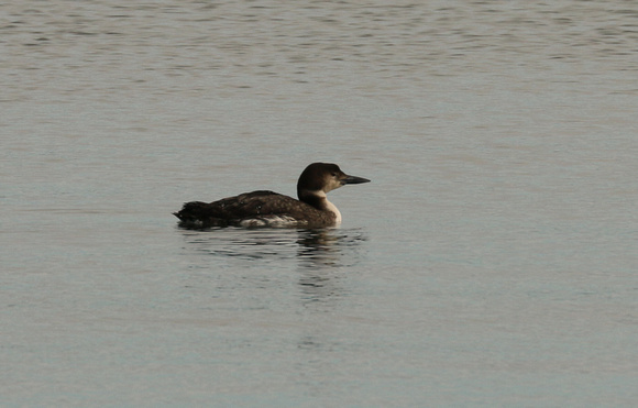 Winter Adult Common Loon